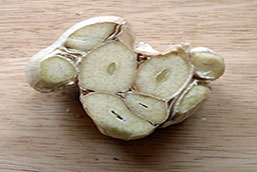 grow-garlic-featured