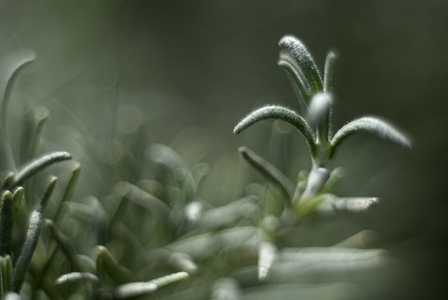 When is the best time to plant rosemary