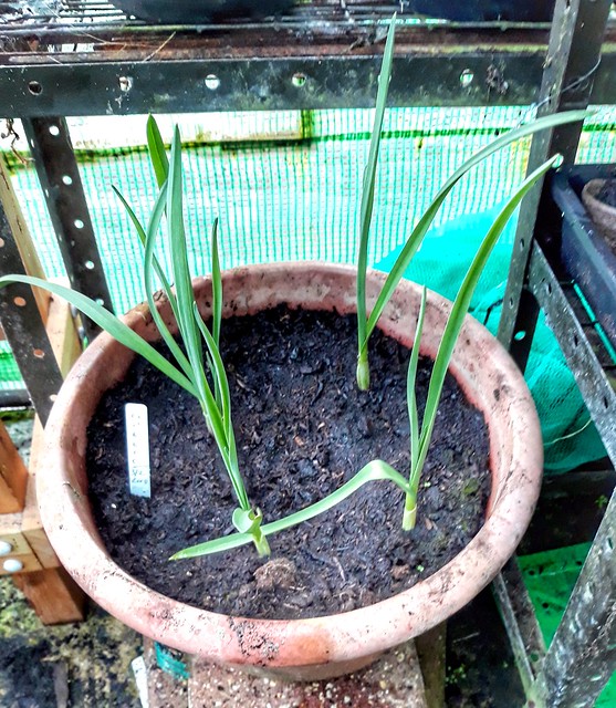how to grow garlic at home indoor