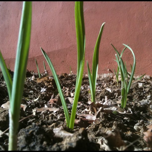 garlic sprouts