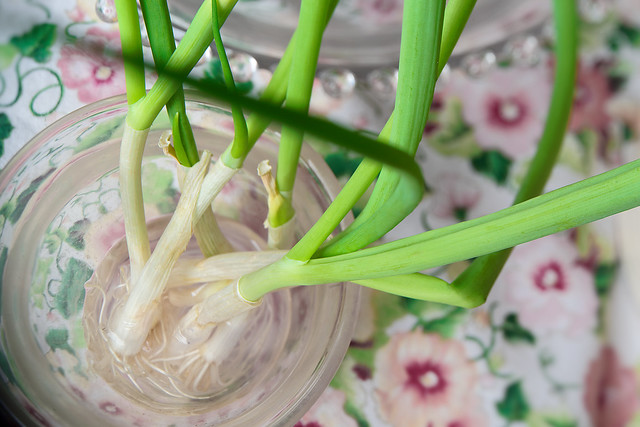 growing green onions