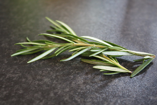 grow rosemary from cutting