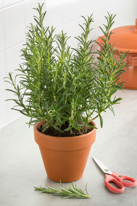 grow your own rosemary