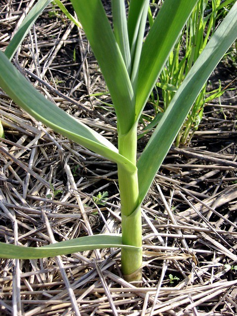 grown garlic