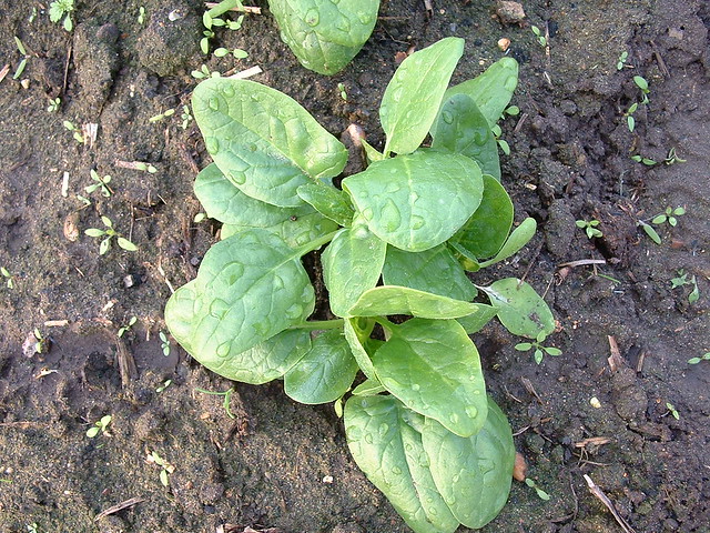 harvesting spinach