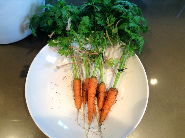 harveting carrots