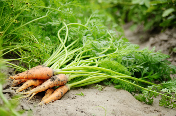 how to grow carrots at home