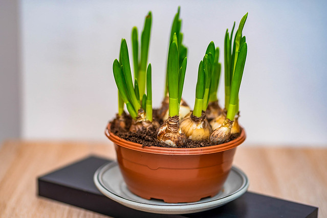 Growing Green Onions Indoor or in Your Back Yard