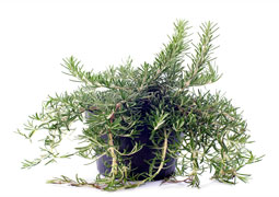 how to grow rosemary at home
