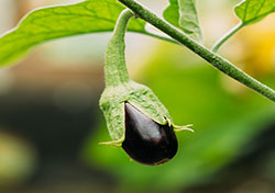 Everyone Can Grow Eggplant Using Seeds