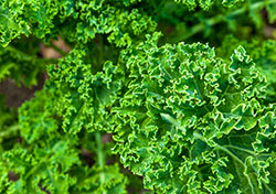 Everyone Can Grow Kale Using Seeds