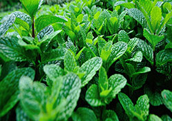 Everyone Can Grow Mint
