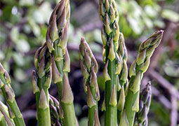 growing asparagus at home