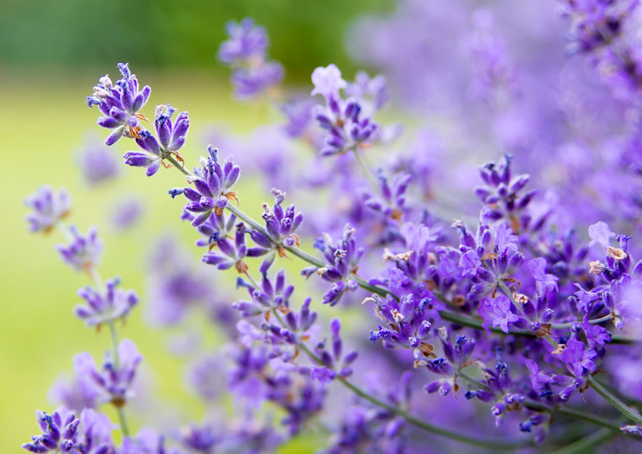 Lavender Varieties And Blooming Seasons