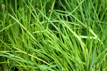 How To Harvest Dill Without Killing The Plant - Plant2Harvest