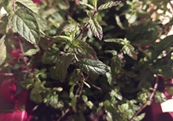small mint leaves