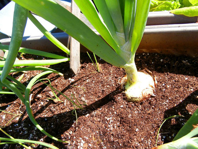 grow onions in containers