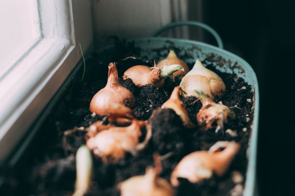 how to grow onions in containers