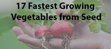 17 Fastest Growing Vegetables From Seed