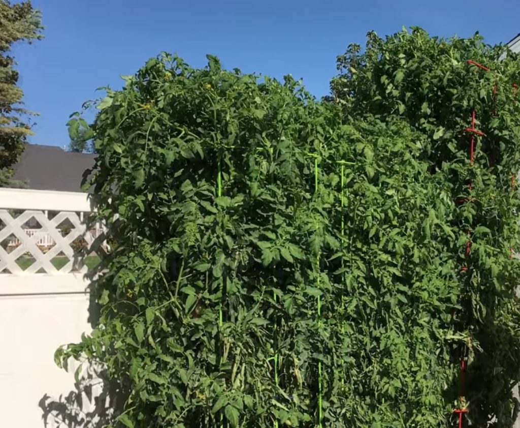 Why is my tomato plant growing so tall