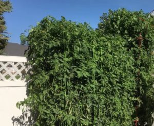 Why is my tomato plant growing so tall?
