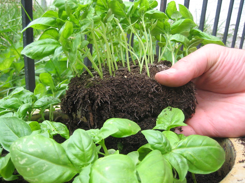 Basil roots is rotting