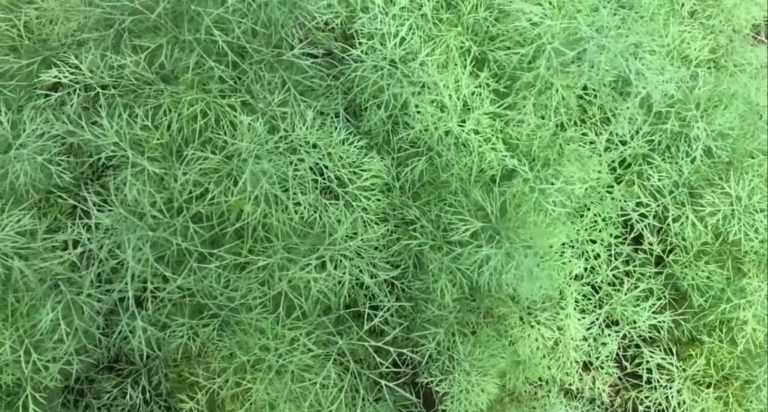 How To Harvest Cilantro Without Killing The Plant Plant2Harvest   How To Harvest Dill Without Killing The Plant 1 768x412 