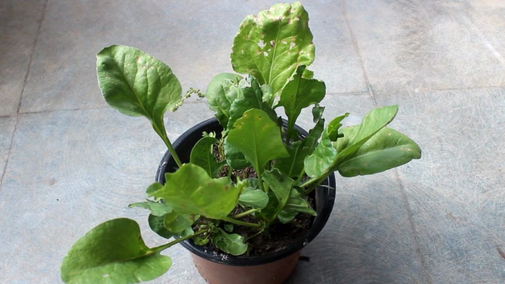 Why Are My Spinach Leaves So Small And How To Fix It