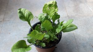 Why Are My Spinach Leaves So Small And How To Fix It?