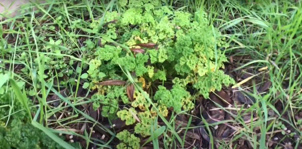 What Is Causing My Parsley Leaves To Turn Yellow? And How Can I Fix It?