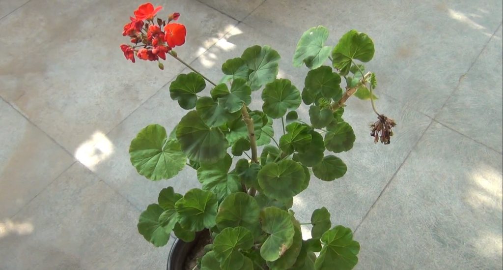 Why Are My Geranium Leaves So Small And How To Fix It