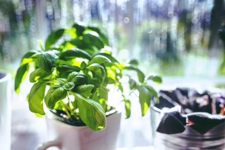 Why Is My Basil Leaves Turning Yellow, And How To Fix It